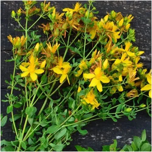 St. Johns Wort Herb Seeds For Planting (Hypericum perforatum)