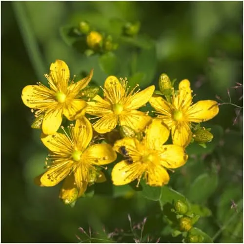 St. Johns Wort Herb Seeds For Planting (Hypericum perforatum)