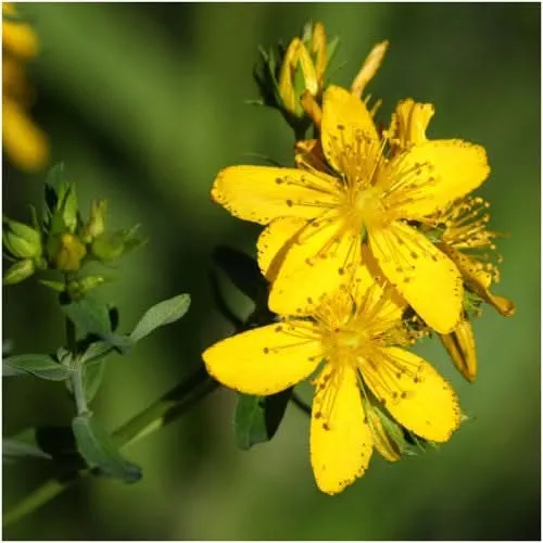 St. Johns Wort Herb Seeds For Planting (Hypericum perforatum)