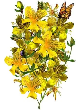 St. Johns Wort Herb Seeds For Planting (Hypericum perforatum)