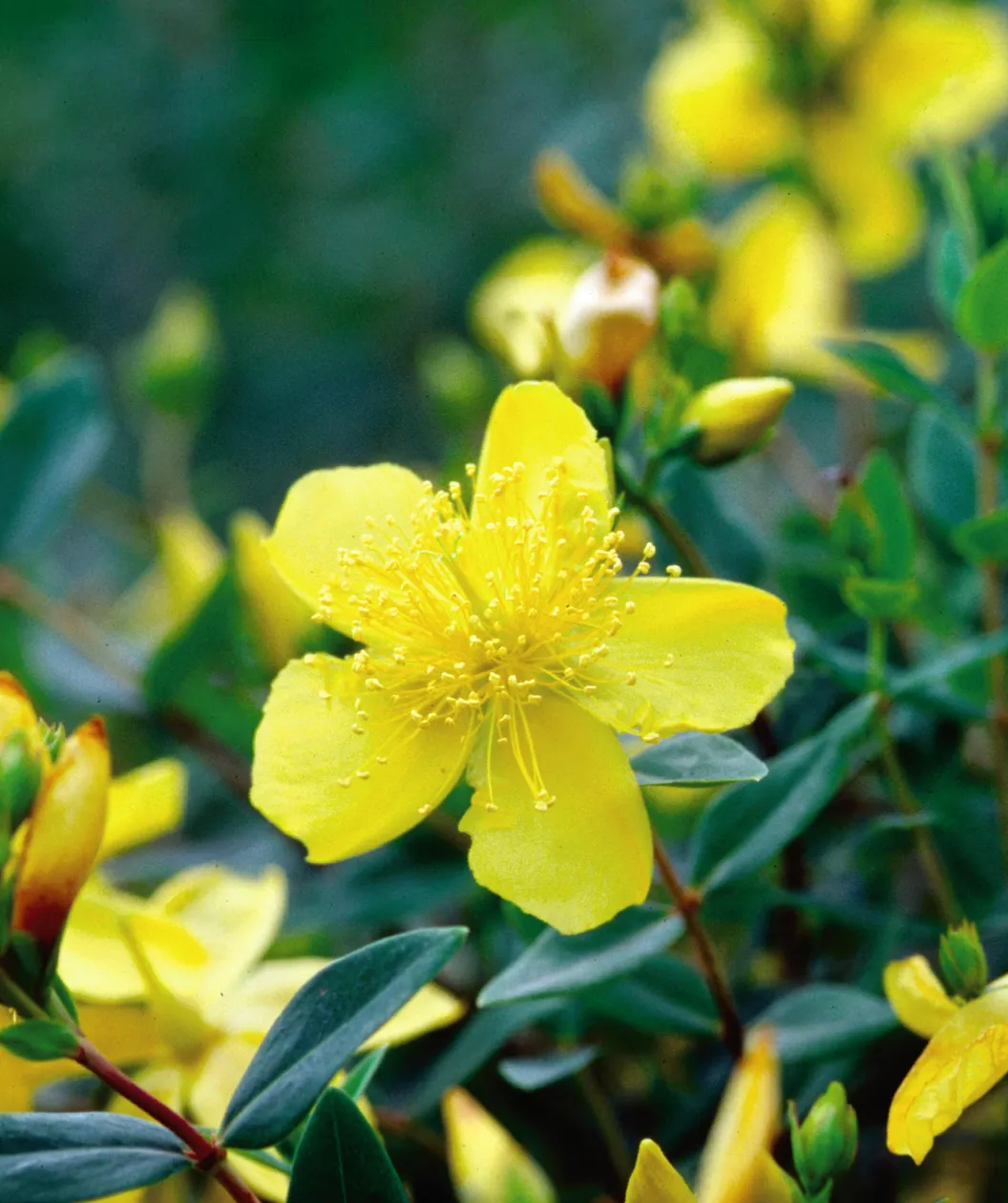 Sunburst St. Johns Wort